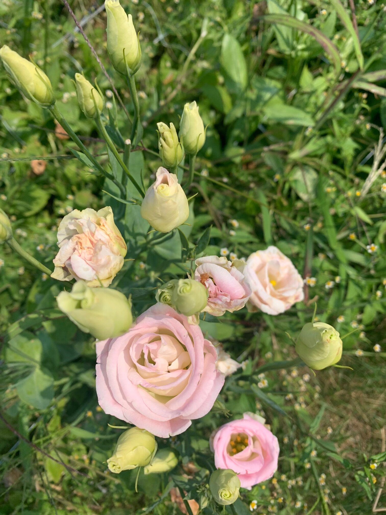 North Fork Flower Farm