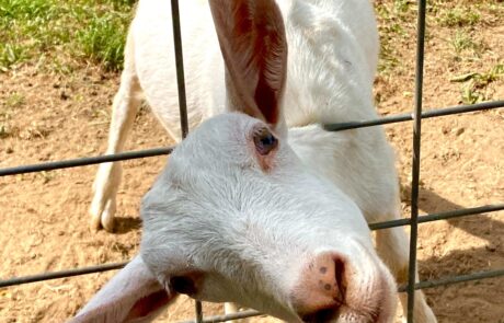 North Fork Foodie Tour goat with head sticking out of fence