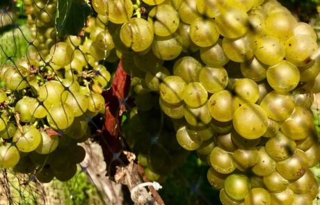 North Fork Foodie Tour grapes in season