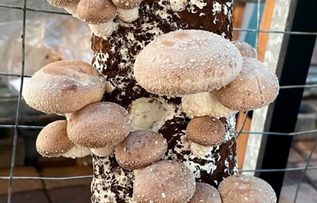 North Fork Foodie Tour